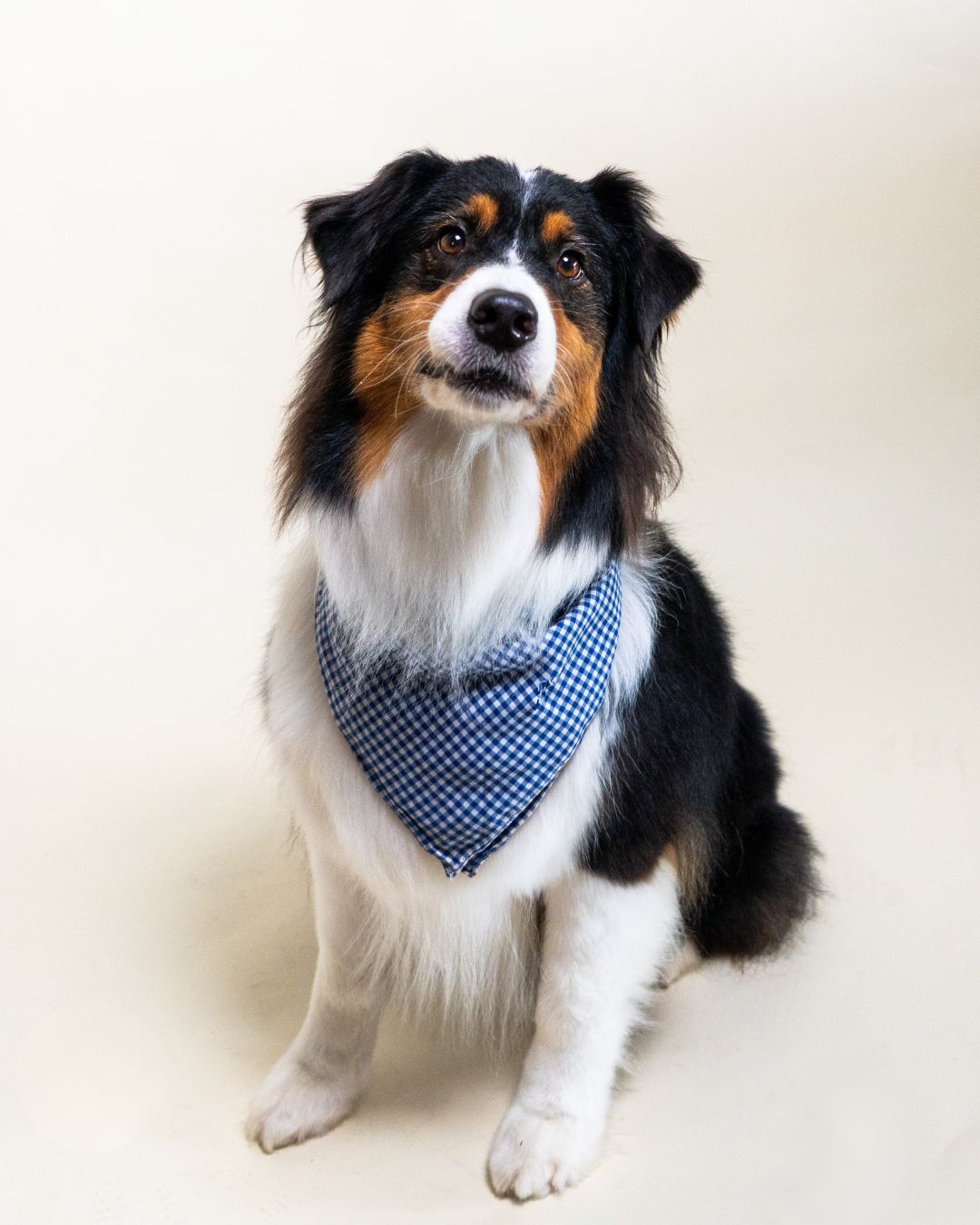 The CAC's therapy dog, Henry, in front of a white background